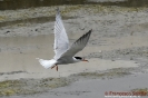 Sterna comune Sterna hirundo