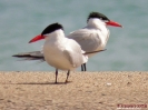 Sterna maggiore Hydroprogne caspia