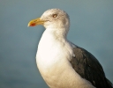 CHARADRIIFORMES