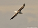 Zafferano Larus fuscus