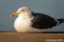 Zafferano Larus fuscus