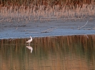 Avocetta (Foto: Giuseppe Martino)