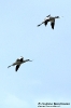 Avocetta Recurvirostra avosetta