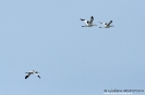 CHARADRIIFORMES