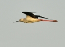 Cavaliere d’Italia Himantopus himantopus