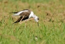 Recurvirostridae