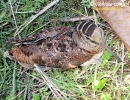 Scolapacidae