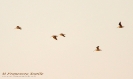 Beccaccino Gallinago gallinago