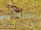 CHARADRIIFORMES