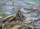Beccaccino Gallinago gallinago