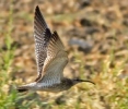 Chiurlo piccolo Numenius phaeopus