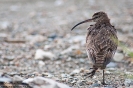 Chiurlo piccolo Numenius phaeopus