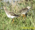 Combattente Philomachus pugnax
