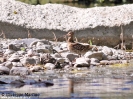 Croccolone Gallinago media