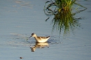 Falaropo beccosottile (Foto: Giuliano Monterosso)