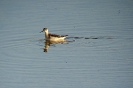 Falaropo beccosottile Phalaropus lobatus