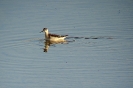 Falaropo beccosottile (Foto: Giuliano Monterosso)