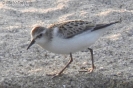 Gambecchio comune Calidris minuta