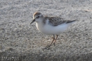 Gambecchio comune Calidris minuta