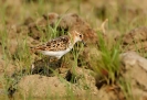 Gambecchio comune Calidris minuta