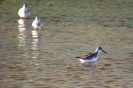 Gambecchio frullino Limicola falcinellus