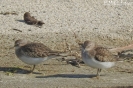 Gambecchio nano Calidris temminckii