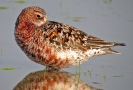 Piovanello comune Calidris ferruginea