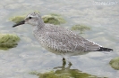 Piovanello maggiore Calidris canutus