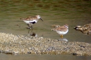 Piovanello pancianera Calidris alpina