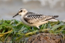 Piovanello tridattilo Calidris alba