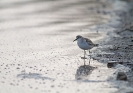 Piovanello tridattilo Calidris alba