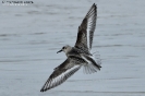 Piovanello tridattilo Calidris alba