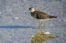 Piro piro boschereccio (Foto: Giuliano Monterosso)