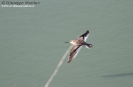 CHARADRIIFORMES