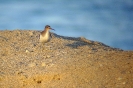 Piro piro piccolo Actitis hypoleucos