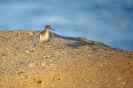 Piro piro piccolo (Foto: Giuliano Monterosso)