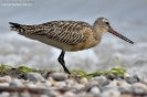 Pittima minore Limosa lapponica