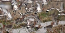 Pittima reale Limosa limosa