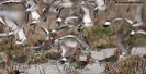 Pittima reale Limosa limosa