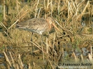 Pittima reale Limosa limosa