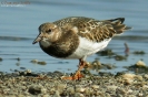 Voltapietre Arenaria interpres