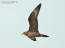 Labbo codalunga Stercorarius longicaudus