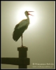 CICONIIFORMES