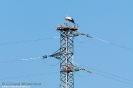 Cicogna bianca