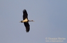 CICONIIFORMES