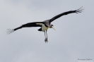 CICONIIFORMES