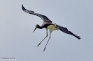 CICONIIFORMES
