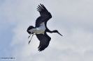 Cicogna nera Ciconia nigra