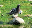 Columbidae