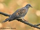 Columbidae